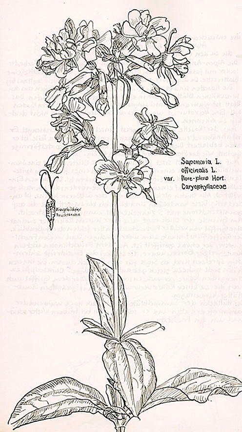 Saponaria